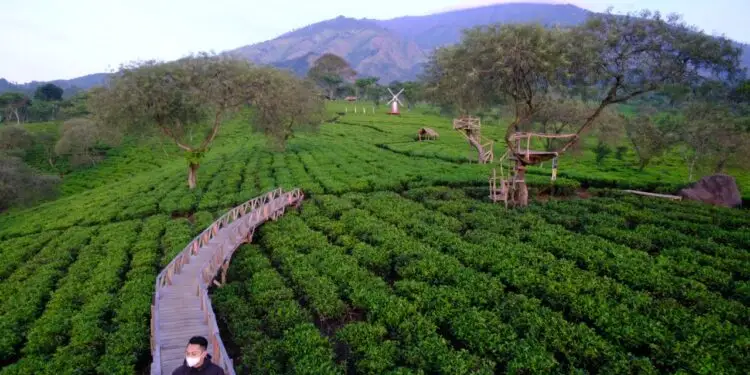 Kebun Teh Wonosari Malang: Destinasi Agrowisata Untuk Santai Dengan Keluarga